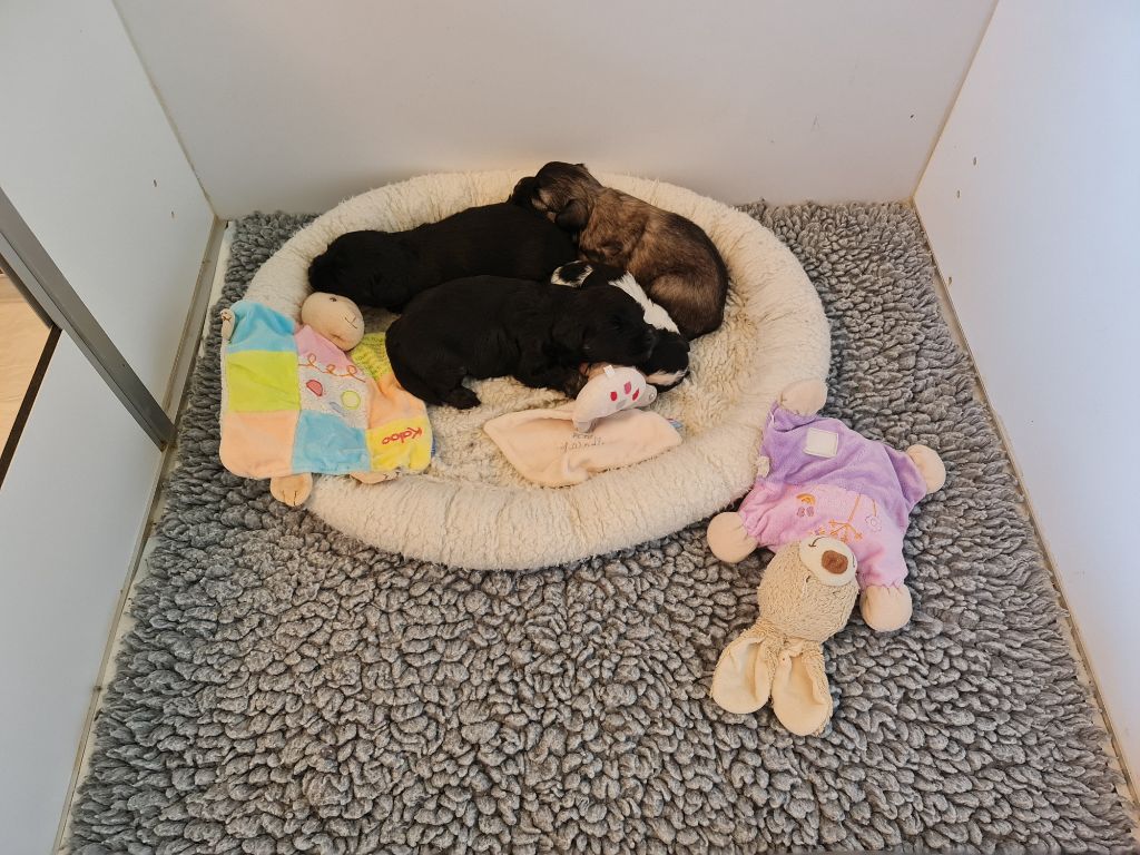 Chiot Petit chien lion Del Pech Tolosan