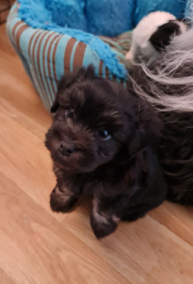 CHIOT 3
