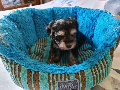 CHIOT 3