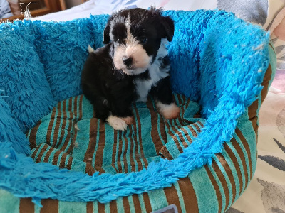 CHIOT 4