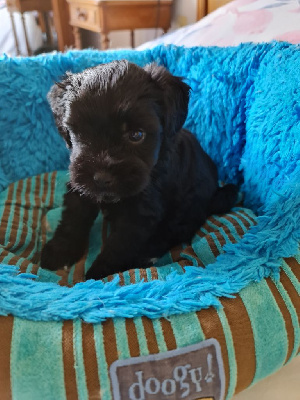 CHIOT 1